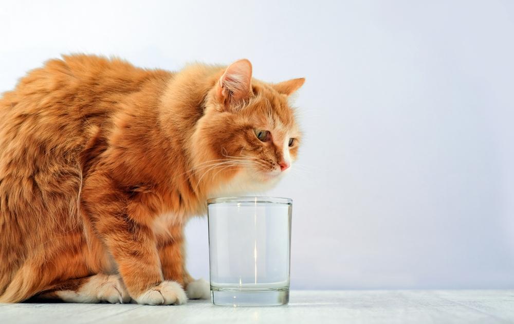 แมวกินน้ำประปาได้ไหม มีสารอะไรที่เป็นอันตรายบ้าง